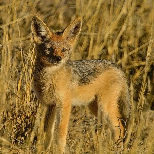 Swift Fuchs Kruger National Park